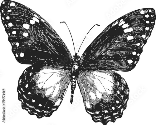 Butterfly sketch hand drawn black and white detailed wings illustration — stock vector