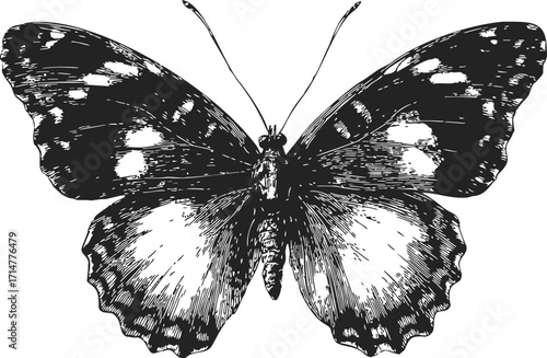 Butterfly sketch hand drawn detailed black and white insect illustration — stock vector