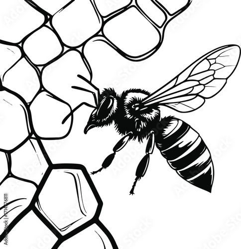 Black bold outline with white background, Outline vector of bee flying around honeycomb, clean contour