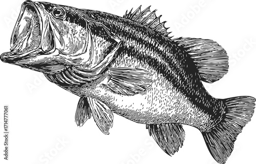 Bass fish sketch hand drawn style detailed black and white illustration — stock vector