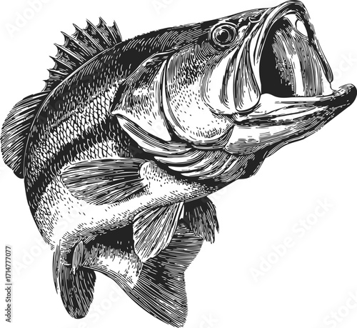 Largemouth bass sketch hand drawn jumping with open mouth — stock vector