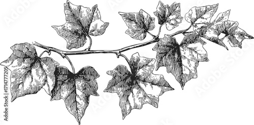 Ivy branch sketch hand drawn botanical illustration with detailed leaves — stock vector