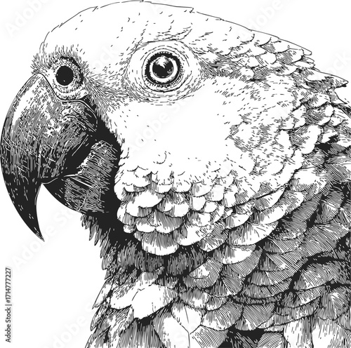 Parrot head sketch, hand drawn detailed line art close up — stock vector