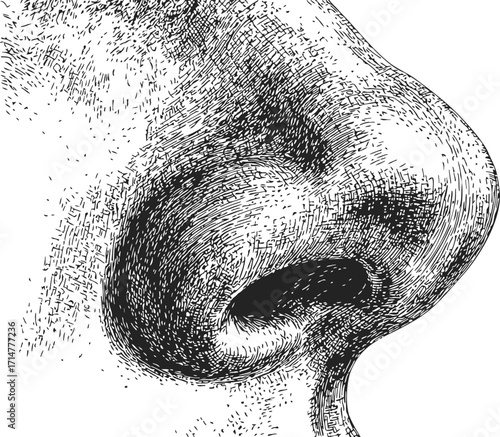 Nose sketch hand drawn detailed side view illustration — stock vector