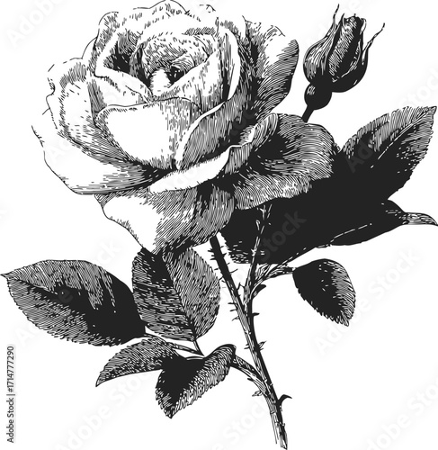 Rose flower sketch hand drawn with detailed leaves and bud — stock vector