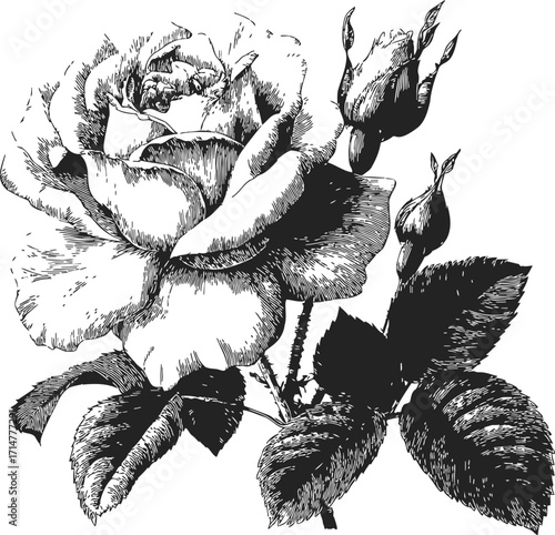 Rose flower sketch hand drawn with leaves and buds detailed botanical illustration — stock vector