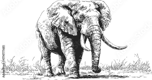 Elephant sketch hand drawn style walking in grassland detailed black and white — stock vector