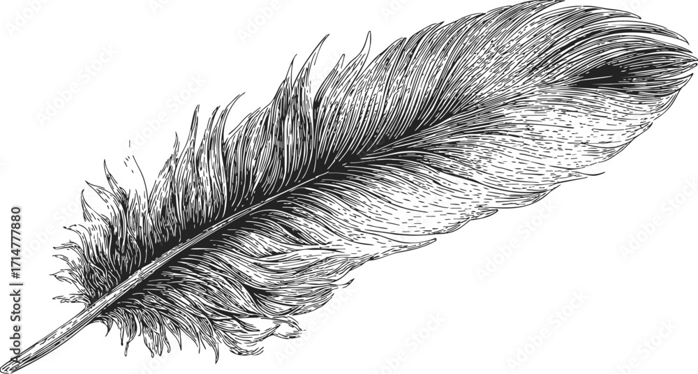 Obraz premium Feather sketch hand drawn detailed black and white illustration — stock vector