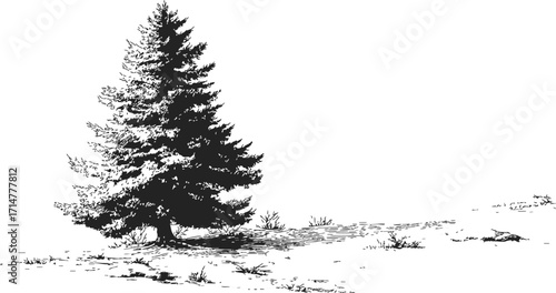 Pine tree sketch hand drawn on grassy landscape with detailed branches and ground — stock vector