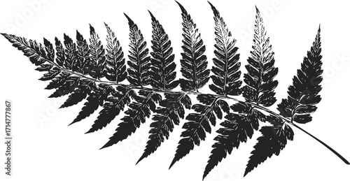 Fern leaf sketch hand drawn silhouette with detailed botanical fronds — stock vector