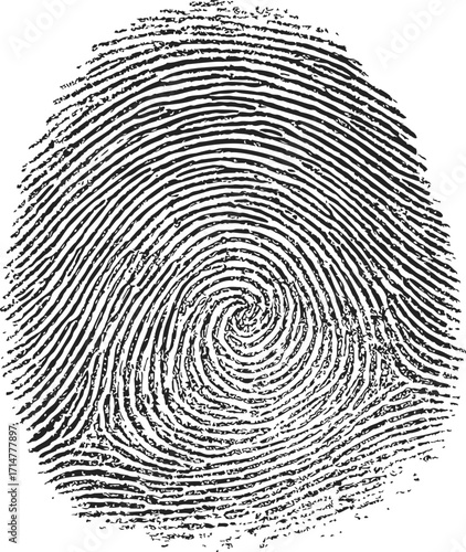 Fingerprint sketch hand drawn spiral whorl pattern biometric detail — stock vector