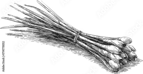 Cattail bundle sketch, hand drawn botanical illustration of tied marsh plants — stock vector