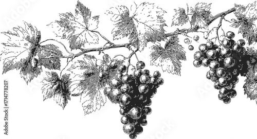 Grapevine sketch hand drawn with leaves and grape clusters on branch — stock vector