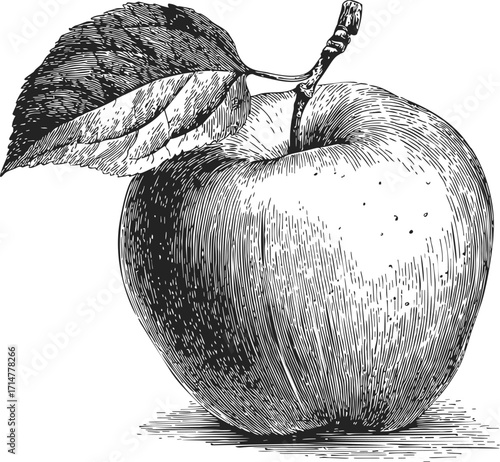 Apple sketch hand drawn with leaf detailed vintage engraving style — stock vector