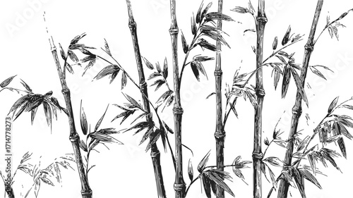 Bamboo stalks sketch hand drawn black and white botanical illustration — stock vector