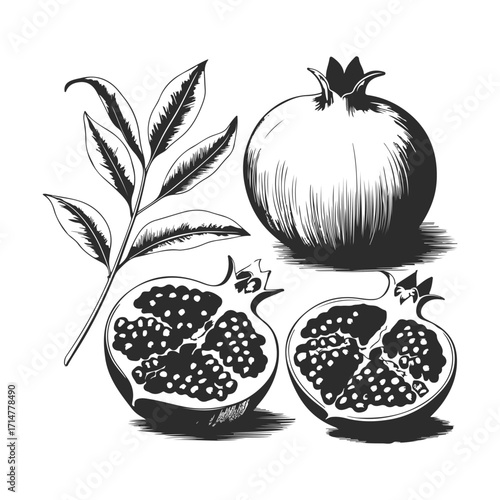 Vector art of a whole pomegranate and two halves revealing juicy seeds, alongside a branch with leaves, isolated on a