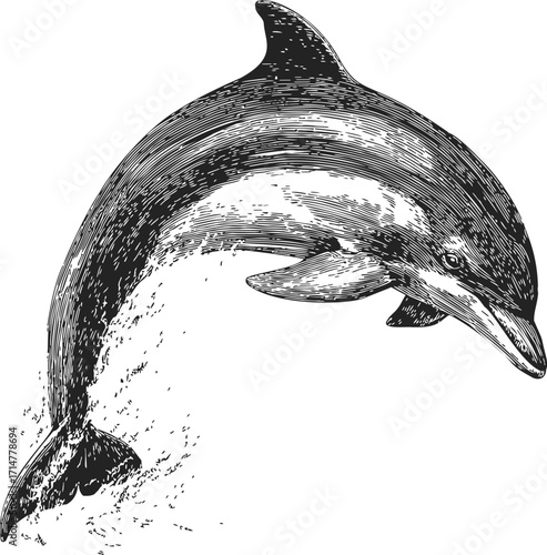 Dolphin sketch hand drawn style leaping out of water — stock vector