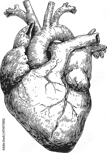 Anatomical heart sketch, hand drawn vintage style, detailed medical illustration — stock vector