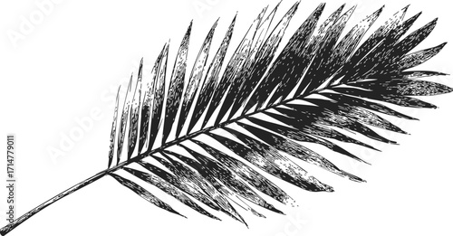Palm frond sketch hand drawn botanical leaf isolated on white background — stock vector