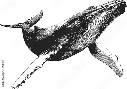 Humpback whale sketch hand drawn detailed black and white marine animal — stock vector