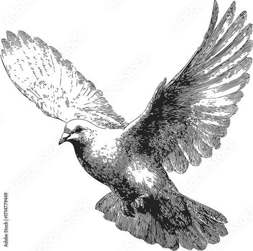 Dove sketch hand drawn flying bird with spread wings detailed feathers — stock vector