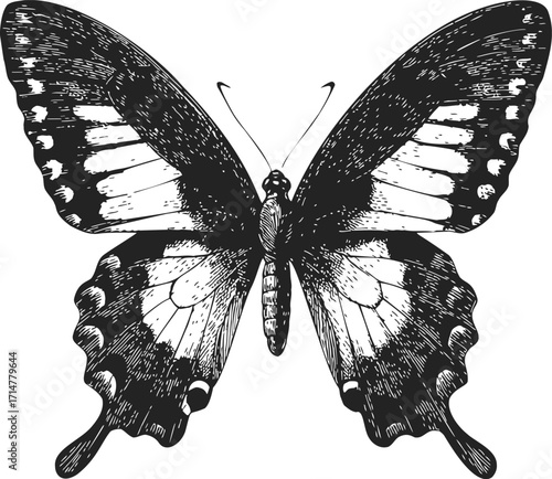 Butterfly sketch hand drawn black and white detailed symmetrical wings — stock vector