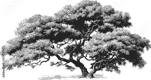Tree sketch hand drawn large spreading branches detailed foliage black and white — stock vector