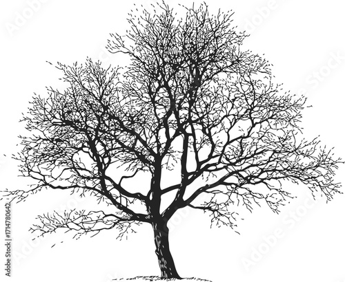 Bare tree sketch hand drawn silhouette with intricate branches isolated — stock vector