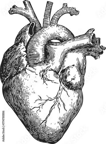 Human heart sketch, hand drawn anatomical organ, detailed vintage line art — stock vector