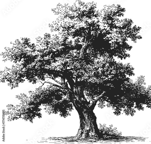 Tree sketch hand drawn detailed oak with foliage and textured trunk — stock vector