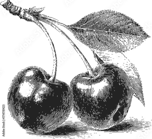 Cherry sketch hand drawn botanical fruit with leaves detailed engraving — stock vector