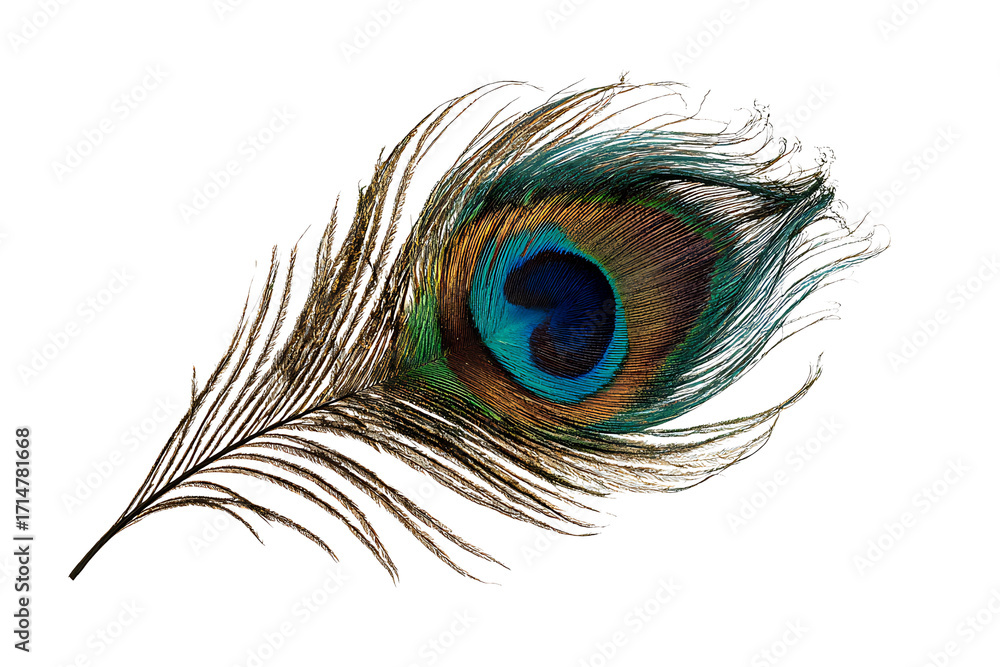 Obraz premium Colorful Peacock Feather with Eye Pattern Isolated on Transparent Background