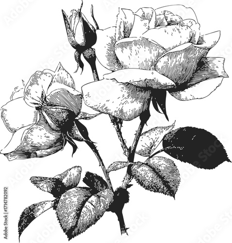 Rose flower sketch hand drawn botanical illustration with leaves and buds — stock vector