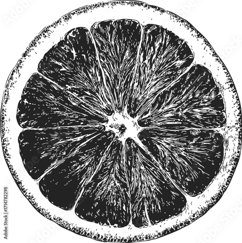 Grapefruit slice sketch hand drawn citrus fruit detailed cross section — stock vector
