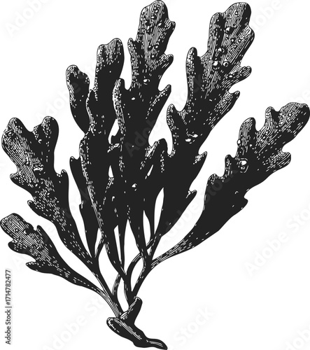 Seaweed sketch hand drawn botanical illustration with detailed fronds — stock vector