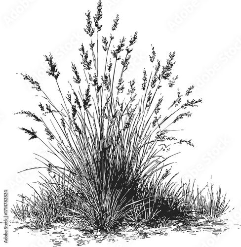 Prairie grass sketch, hand drawn wild grass bush with detailed blades and seed heads — stock vector