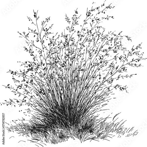 Bush sketch hand drawn detailed foliage and grass isolated on white — stock vector