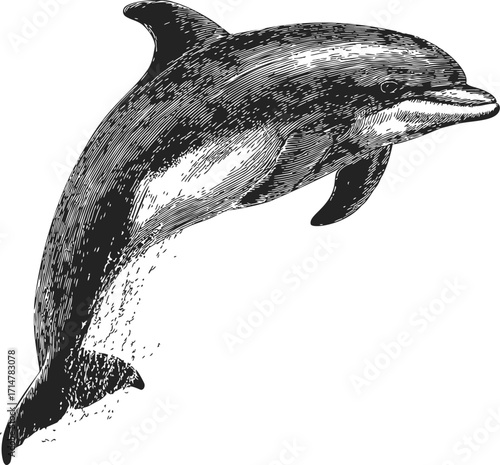 Dolphin sketch hand drawn style detailed jumping marine animal — stock vector