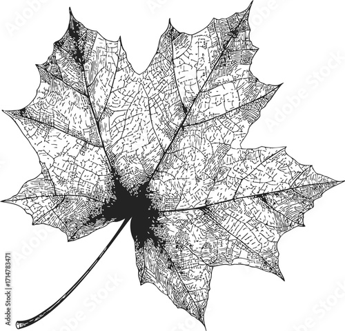Maple leaf sketch hand drawn detailed botanical illustration — stock vector