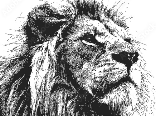 Lion portrait sketch hand drawn majestic animal face detailed mane — stock vector