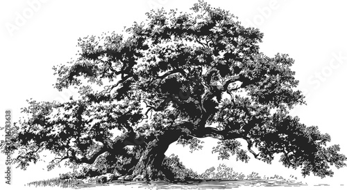 Oak tree sketch hand drawn large sprawling branches detailed foliage — stock vector