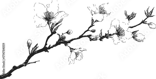 Cherry blossom branch sketch, hand drawn style, delicate flowers and buds — stock vector