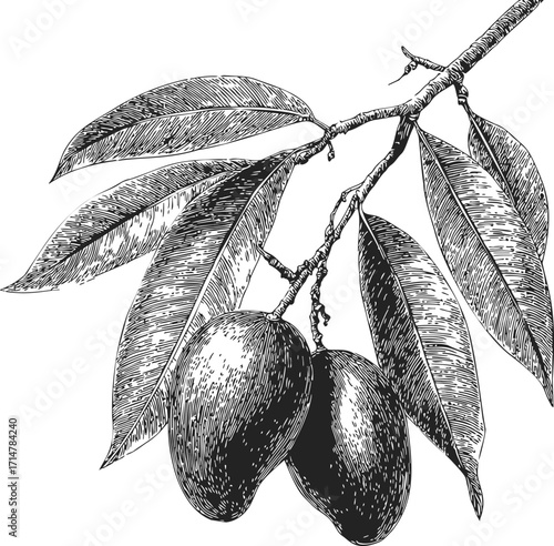 Mango branch sketch, hand drawn style with detailed leaves and two fruits — stock vector