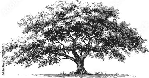Oak tree sketch hand drawn detailed foliage and branches landscape — stock vector