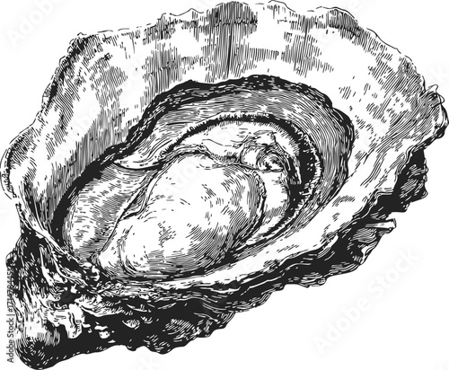 Oyster sketch hand drawn seafood shell detailed black and white engraving — stock vector