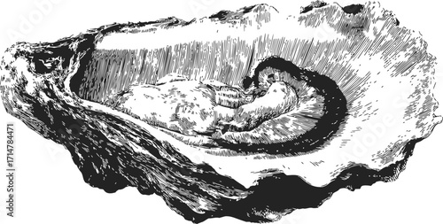 Oyster shell sketch, hand drawn seafood detailed black and white engraving — stock vector