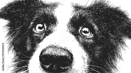 Border Collie dog sketch hand drawn close up face black and white — stock vector