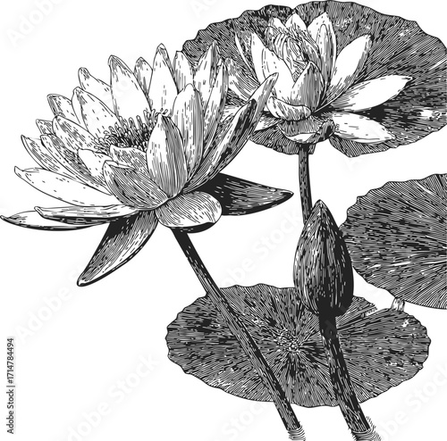 Water lily sketch hand drawn botanical illustration with blooming flowers and leaves — stock vector