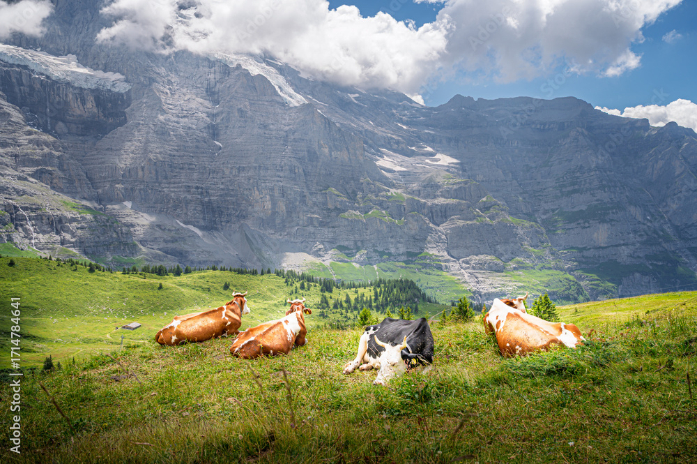 Fototapeta premium Four cows on the slopes of the Swiss Alps in the Bernese Oberland region in the canton of Bern