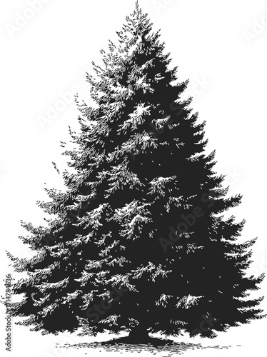 Pine tree sketch hand drawn detailed evergreen conifer isolated on white — stock vector